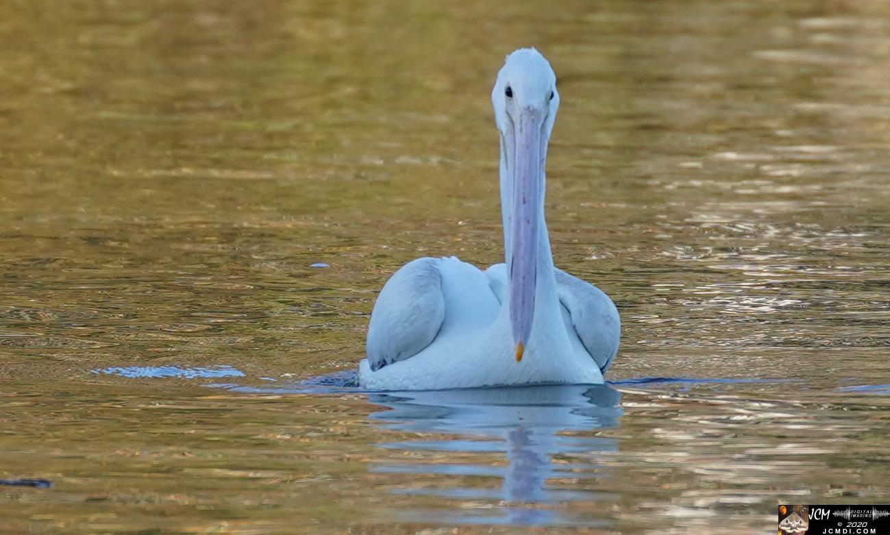 20201030 Old Hickory Lake TN Pelicans
